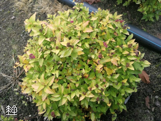 Spiraea japonica   DOUBLE PLAY GOLD = 'Yan'